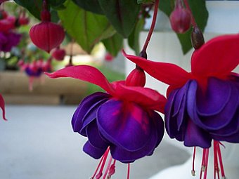 Fuchsia