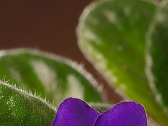 Violeta africana - protejata oficial in toata lumea