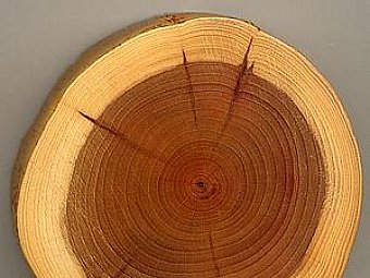 Despre lemn - nu numai de bine